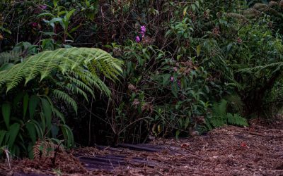 1-quebrada-Agua-negra--Ianaiaku-2